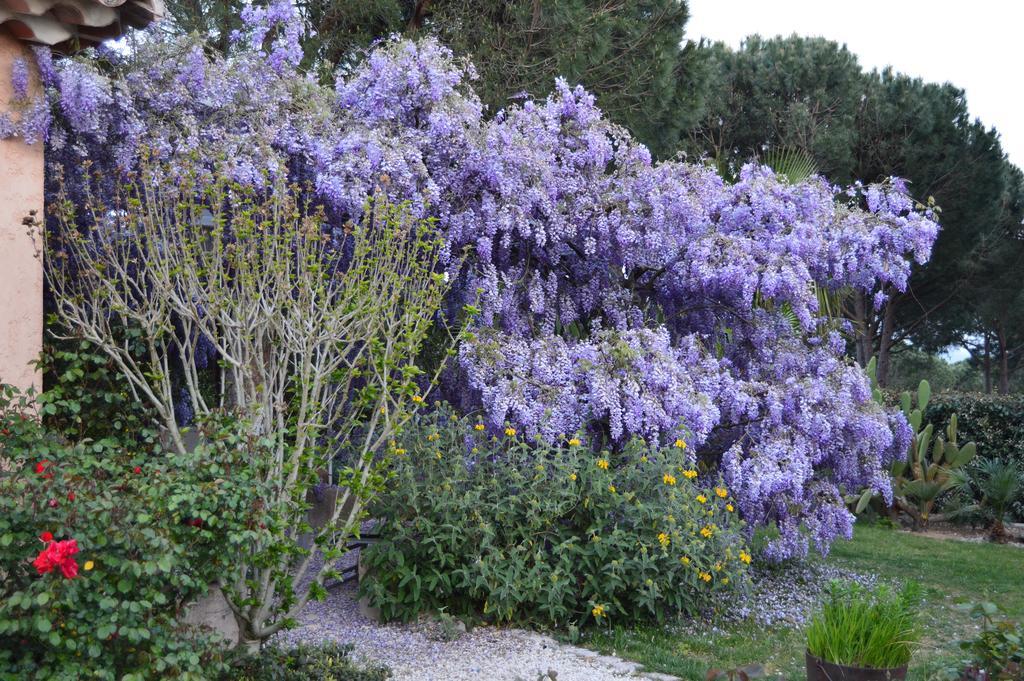 Les Glycines Bed & Breakfast Grimaud Exterior photo